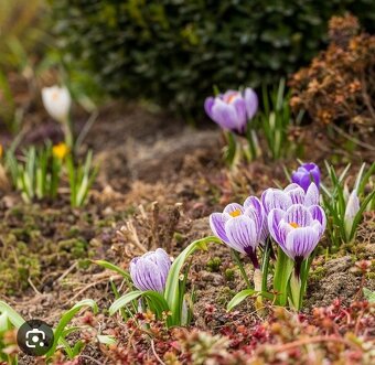 Krokusy - 3