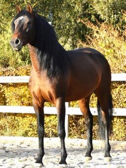 Lusitano hřebec - připouštění - 3
