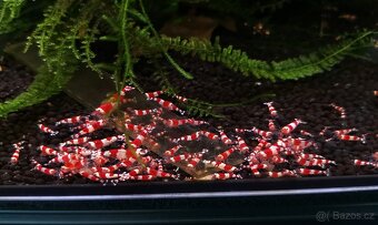 Krevetky Caridina crystal red - 3