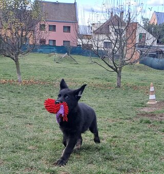 Německý ovčák - štěňata - 3