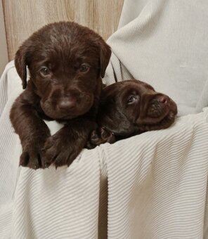 Labradorský retrívr - 3