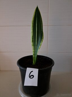Sansevieria "tchynin jazyk" - 3