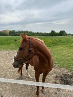 Paint horse APH - 3