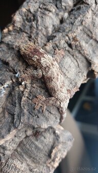 Rhacodactylus leachianus 0.0.1 - 3