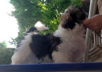 Shih-tzu, ši-tzu , shih tzu, ši-cu - štěňátka s PP FCI - 3