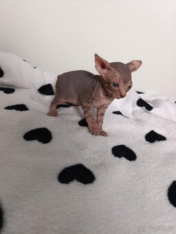 Kanadský sphynx - 3
