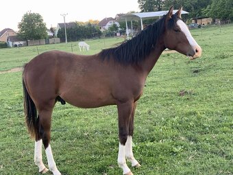 🌟🐴Na predaj výnimočný QH žrebček - 3