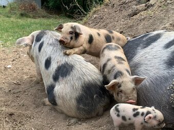 Prodám letošní selata pastevního prasete – typ kune-kune - 3
