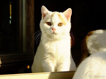 Britská koťata s PP - 3