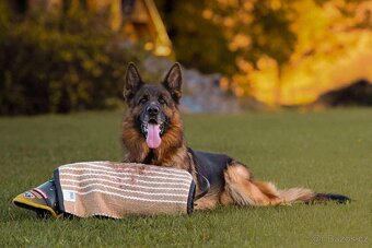 německý ovčák - nádherné štěně fenka - 3