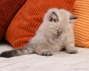 Kocourek Chavier - 3