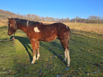 American Paint Horse - 3