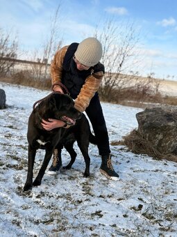 Dasty, kříženec labradora hledá domov - 3