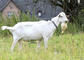 Kozel bílý krátkosrstý s POP - 3