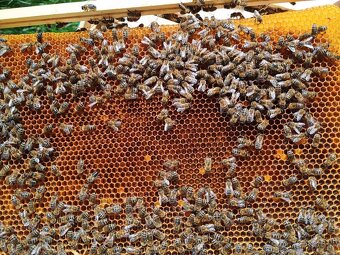 Včelí oddělky jaro 2026 - 3