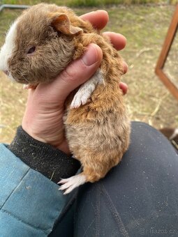 Morčátko sameček TEDDY - 3