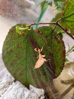 Lupenitky Phyllium Letiranti Tataba - 3