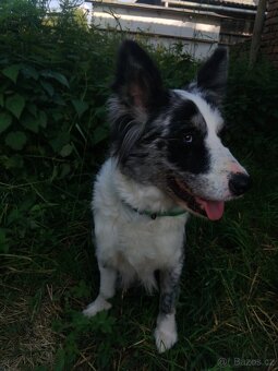 Fena Border kolie - 3