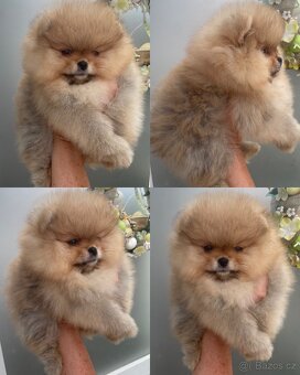 Pomeranian s Pp FCI - 3