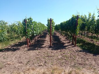 Vinice Hrušky - 3