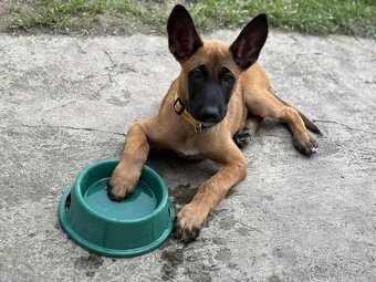 Prodám belgického ovčáka malinoise - 3