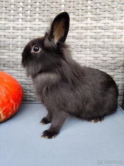 Zakrslý králíček - králík - lvíček samička Tess - 3