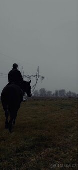 Poloviční pronájem - 3