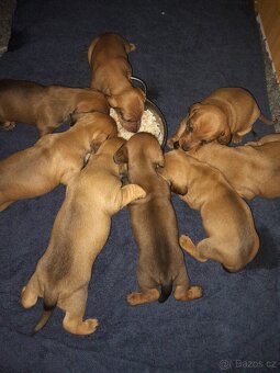 Jezevčík hladkosrstý standart - 3