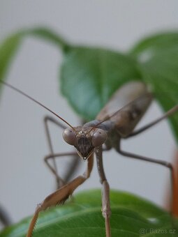 Prodám samce sphodromantis viridis - 3