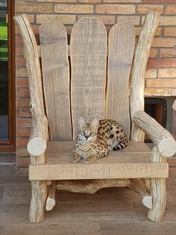 Serval stepny - 3