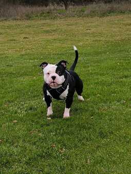 american bully pocket - 3