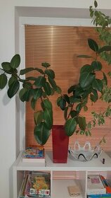 Gumovník Ficus elastica - 3