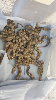 Hroznýš královský Boa constrictor - 3