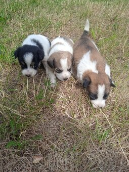 Jack Russell - 3