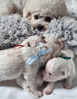 Štěňátka bišonek - bichon frisé s PP-nelínající medvídek - 3