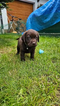 Štěňata hnědého labradora - 3