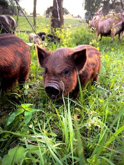Selátka Kune Kune - 3