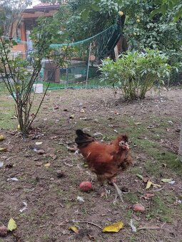 Kohouti - Pavlovská slepice - 3