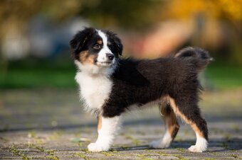 Miniaturní americký ovčák - 3