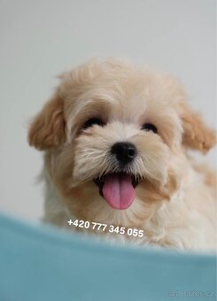 Maltipoo chlapeček ve světlé karamelové barvě - 3