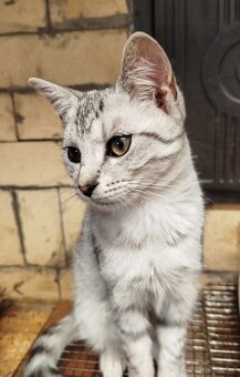 Kříženec Britské Krátkosrsté šelmy - 3