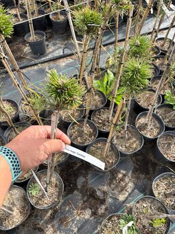 Borovice velkoobchod - 3