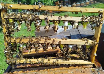Včelí oddělky 2026 na rám. míře 39x24 - 3