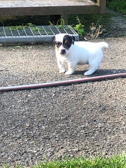Jack russel teriér - 3