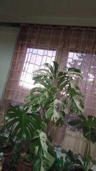 Monstera deliciosa ALBO varietata č.2. - 3