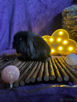 Králíček 🐰 beránek - 3