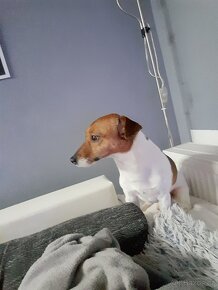 Jack Russell Teriér  ke krytí - 3