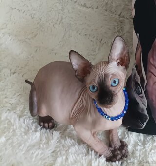 Kanadský sphynx - 3