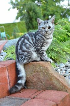 Britská modrá a whiskas kočičky i kocourkové - 3
