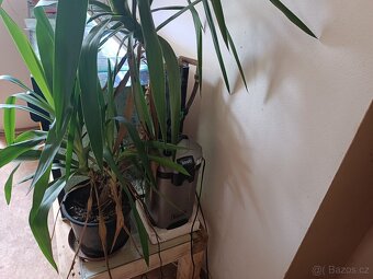 Akvarium - 3